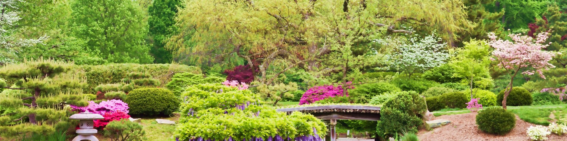 Un jardín tranquilo con un estanque, cerezos en flor y un puente tradicional japonés.