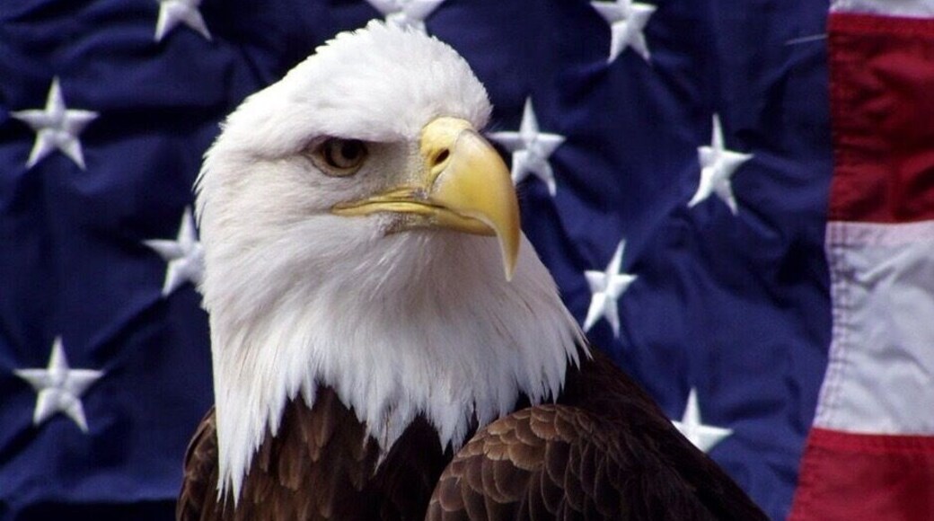 Patriot is a Bald Eagle who resides at the World Bird Sanctuary in Valley Park, MO.