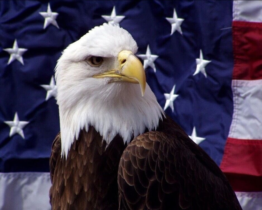 Patriot is a Bald Eagle who resides at the World Bird Sanctuary in Valley Park, MO.