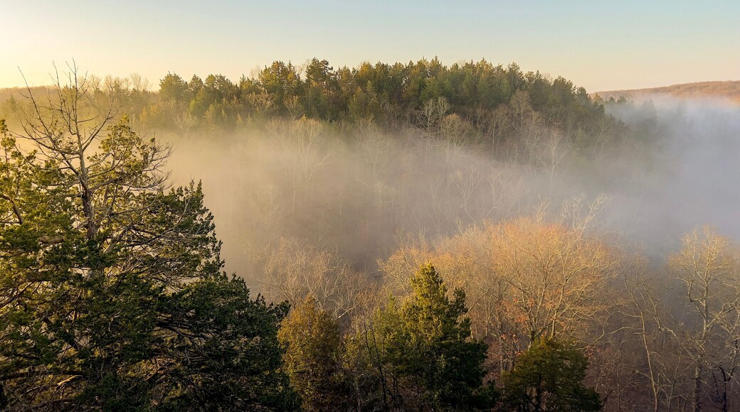 Morning Mist In Valley