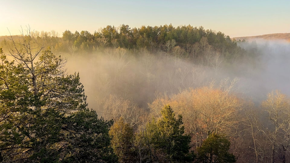 A forested landscape with dense trees and a misty atmosphere.