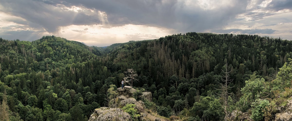 A dense forest with a person standing on a rock formation.
