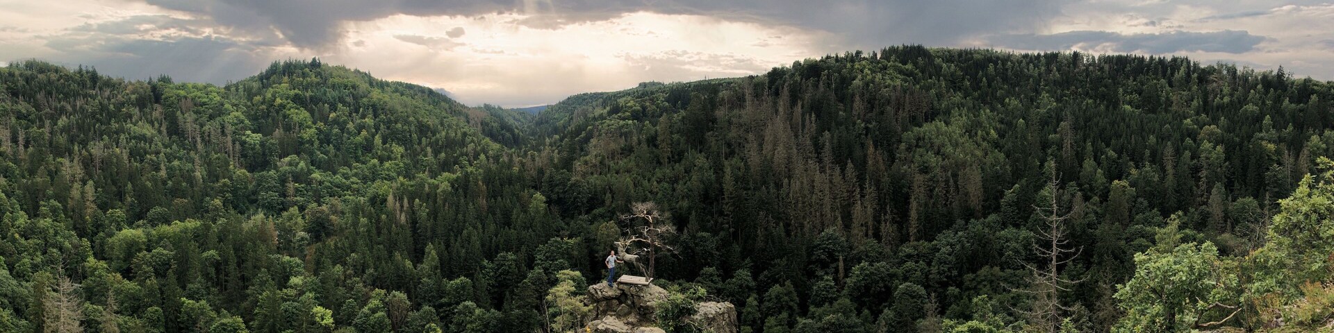 A dense forest with a person standing on a rock formation.