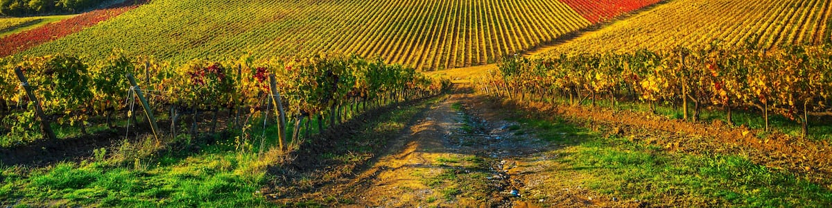 Gaiole in Chianti vineyards and panorama at sunset. Tuscany, Italy