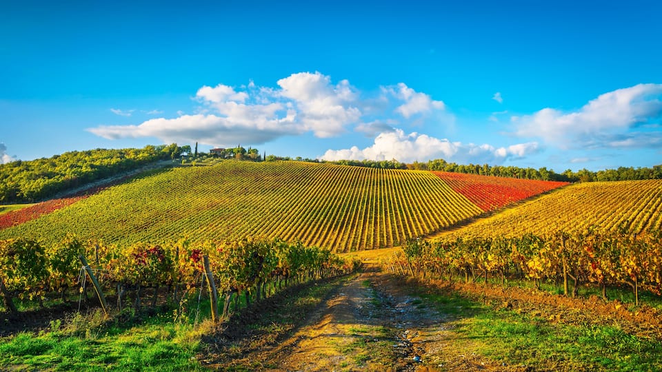 A vineyard with rows of grapevines under a clear blue sky.