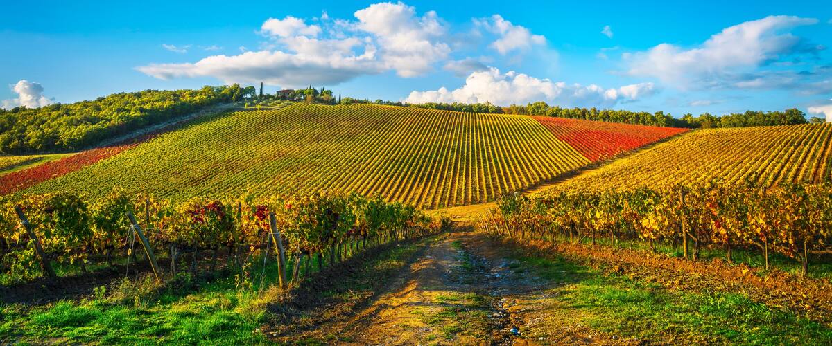 A vineyard with rows of grapevines under a clear blue sky.