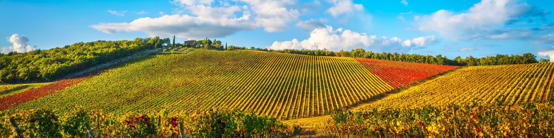 A vineyard with rows of grapevines under a clear blue sky.