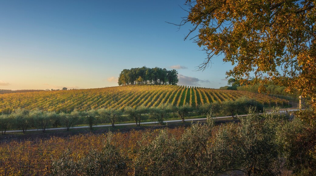 Group of trees on a hill above a vineyard. Chianti region. Castelnuovo Berardenga, Tuscany