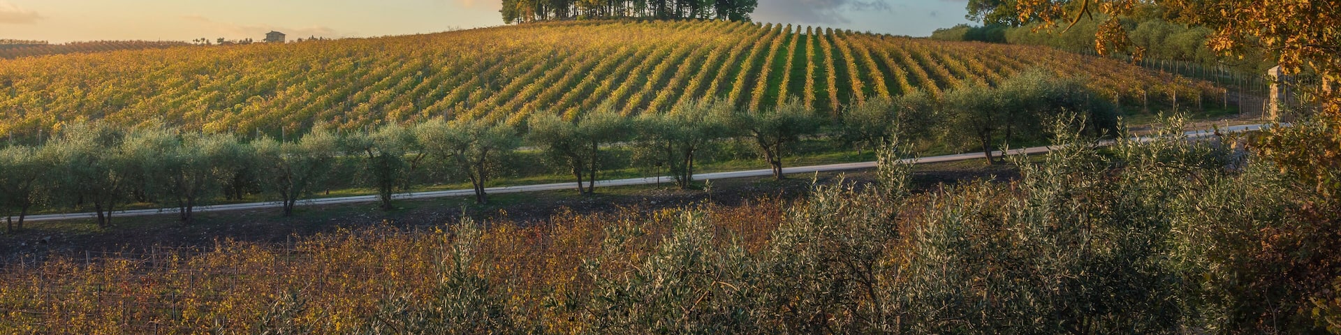 A vineyard with rows of grapevines, a road, and a hill with trees in the background.