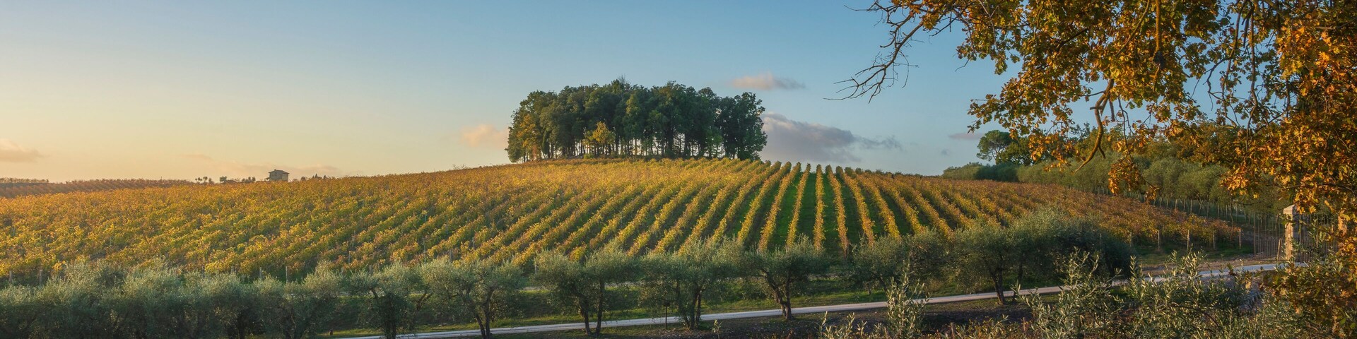 Vinhedo com fileiras de videiras, uma estrada e uma colina com árvores ao fundo.