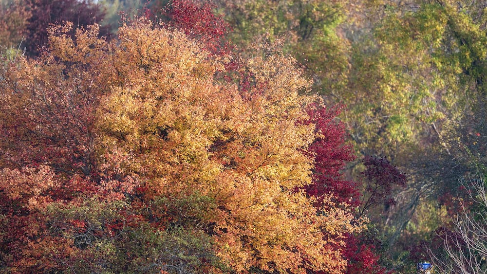 A forest with autumn foliage in shades of red, orange, and yellow.