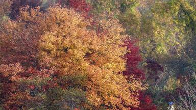Autumn red yellow green leaves