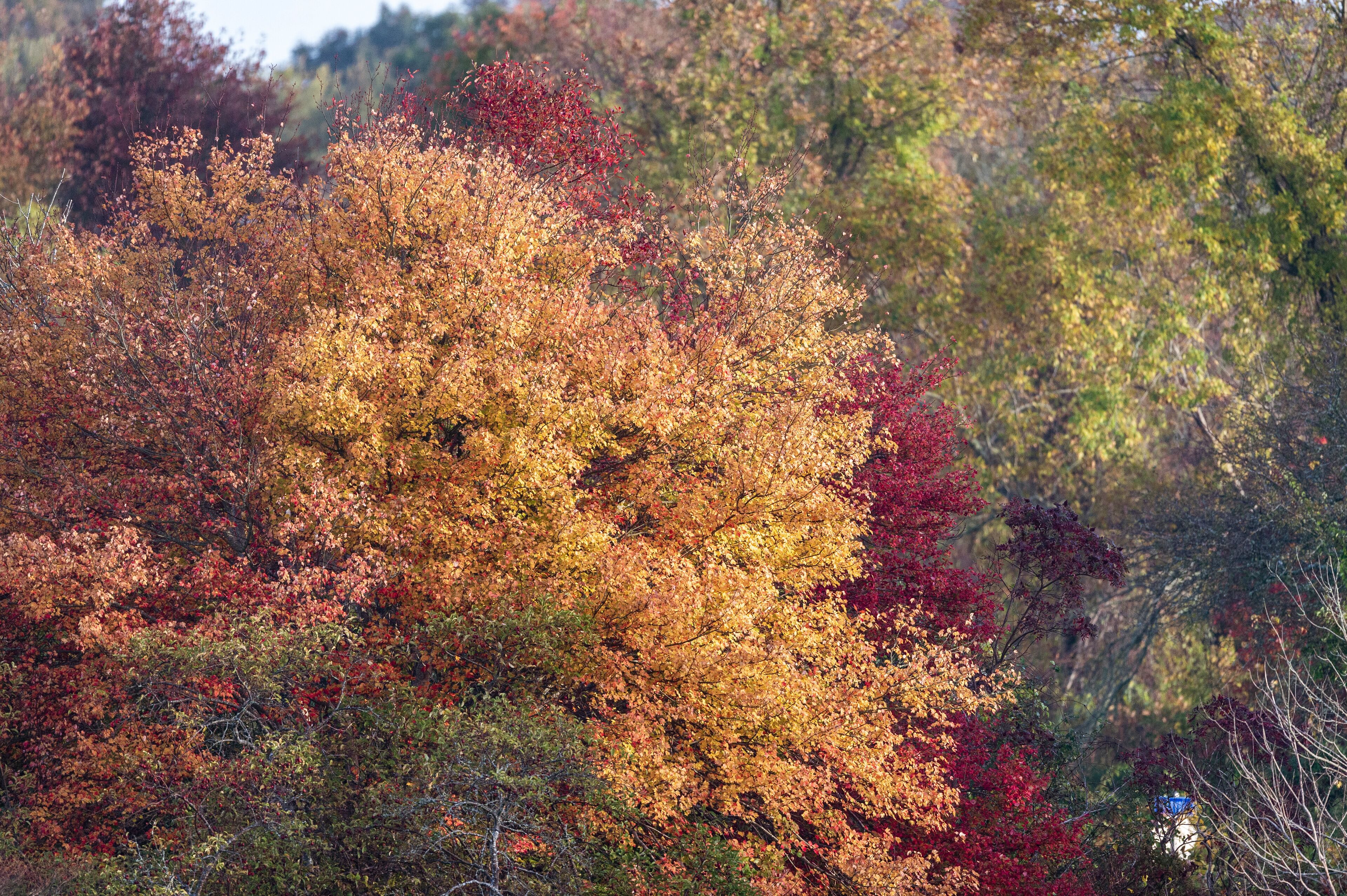 A forest with autumn foliage in shades of red, orange, and yellow.
