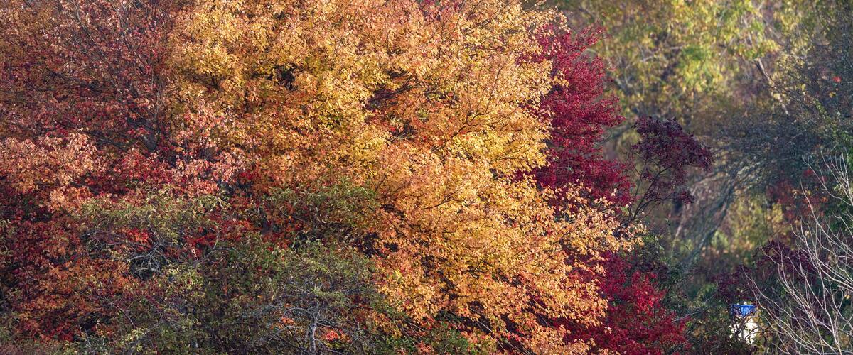 A forest with autumn foliage in shades of red, orange, and yellow.