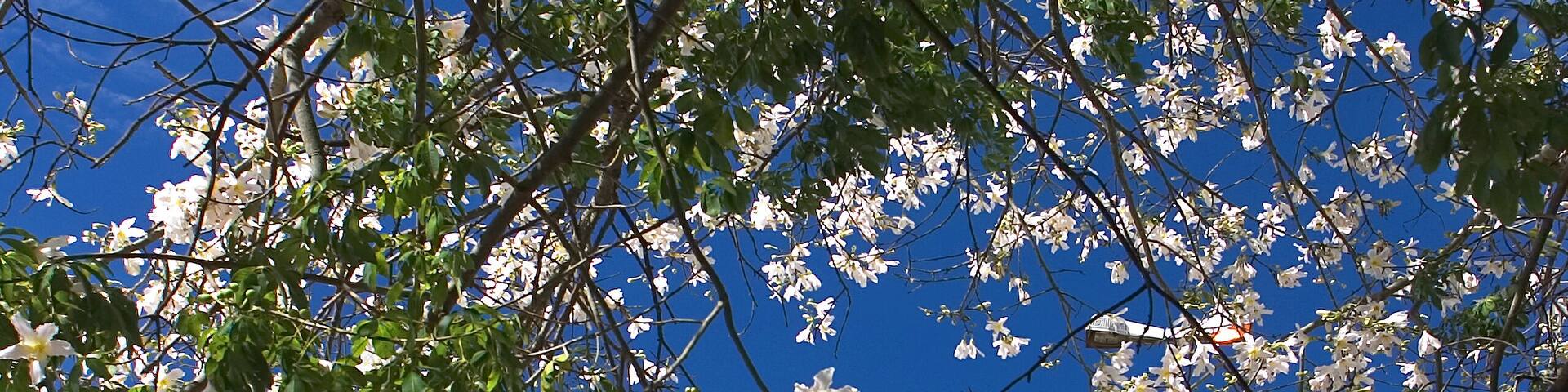 White Ipe flowers with the background of the Igreja da Matriz Sao Jose in Ponta Pora, Mato Grosso do Sul, Brazil