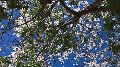 White Ipe flowers with the background of the Igreja da Matriz Sao Jose in Ponta Pora, Mato Grosso do Sul, Brazil