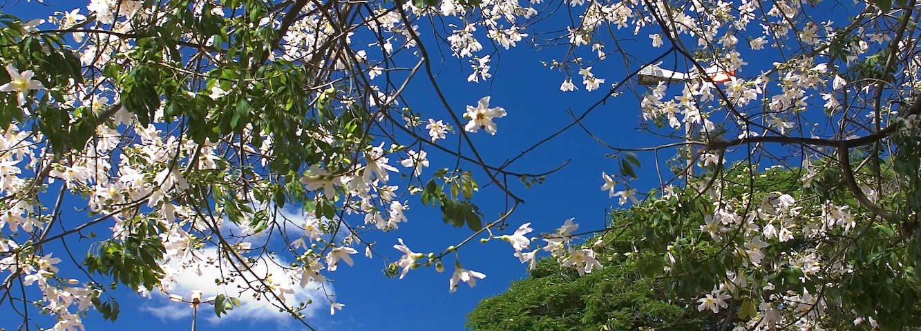 White Ipe flowers with the background of the Igreja da Matriz Sao Jose in Ponta Pora, Mato Grosso do Sul, Brazil