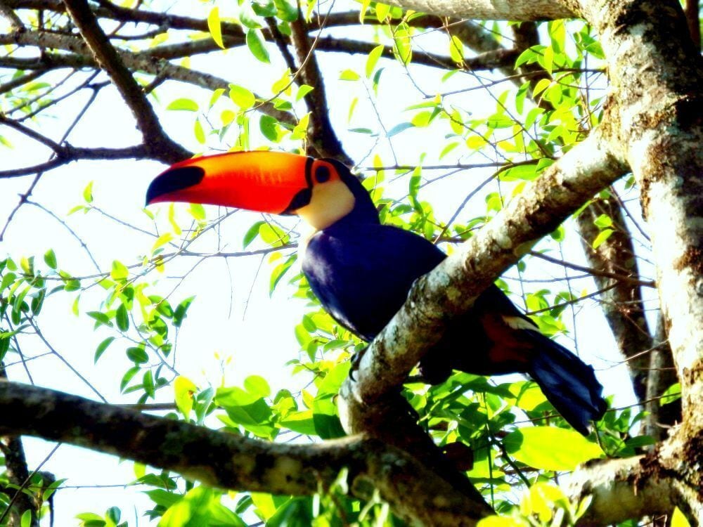 Tucano as aves da família Ramphastidae que vivem nas florestas da América Central e América do Sul.
Toucans (/ˈtuːkæn/, UK /-kən/) are members of the family Ramphastidae of near passerine birds from the Neotropics.
#Green