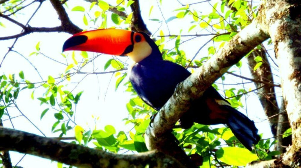 Tucano as aves da famĂlia Ramphastidae que vivem nas florestas da AmĂ©rica Central e AmĂ©rica do Sul.
Toucans (/ËtuËkĂŠn/, UK /-kÉn/) are members of the family Ramphastidae of near passerine birds from the Neotropics.
#Green