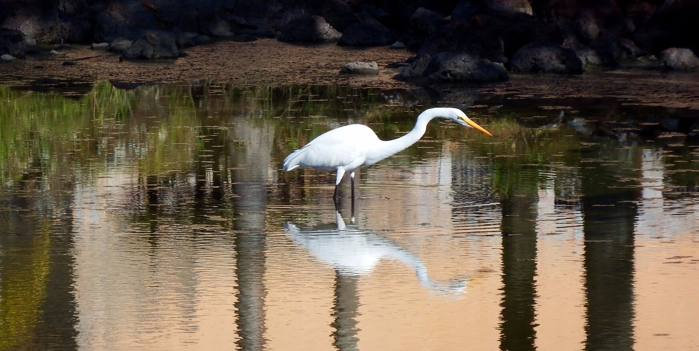 Una garza blanca parada en agua tranquila con una costa rocosa al fondo.