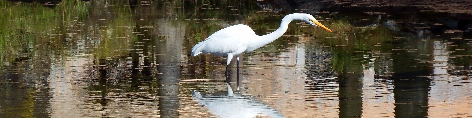 Una garza blanca parada en agua tranquila con una costa rocosa al fondo.