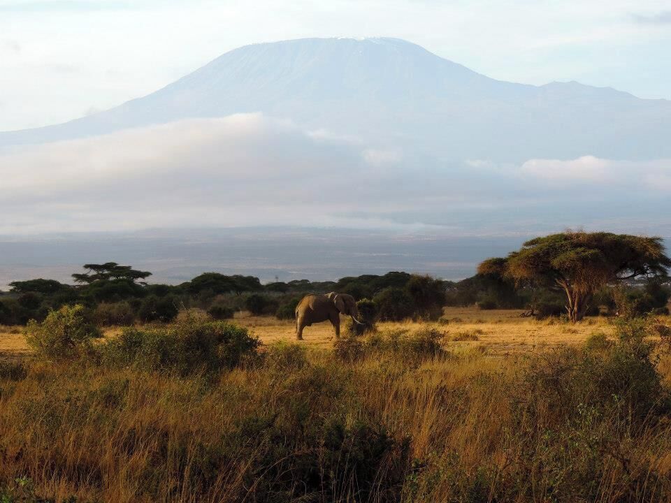 A savanna landscape with a mountain in the background, a solitary elephant, and scattered trees.