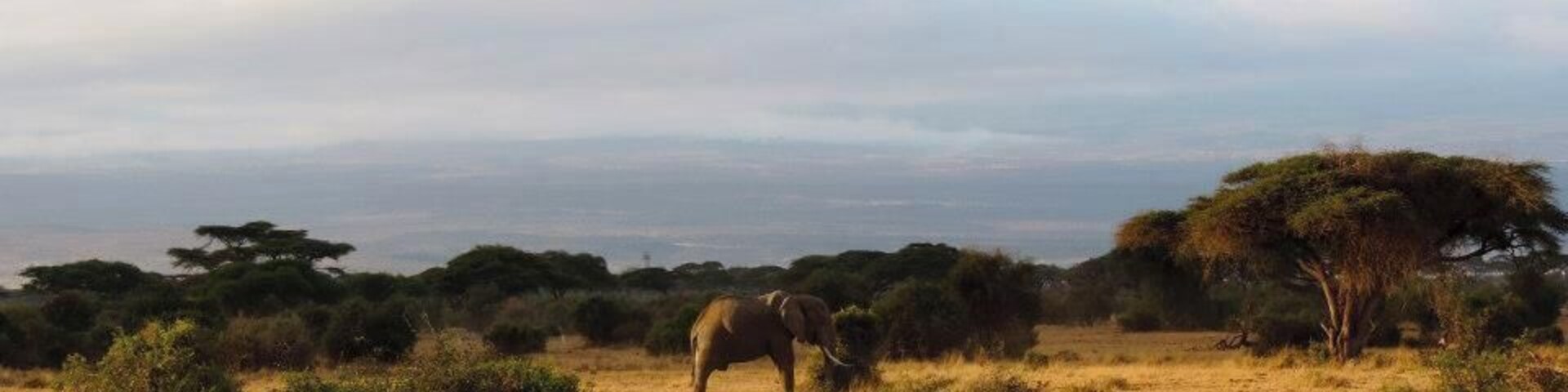 Paisaje de sabana con una montaña al fondo, un elefante solitario y árboles dispersos.
