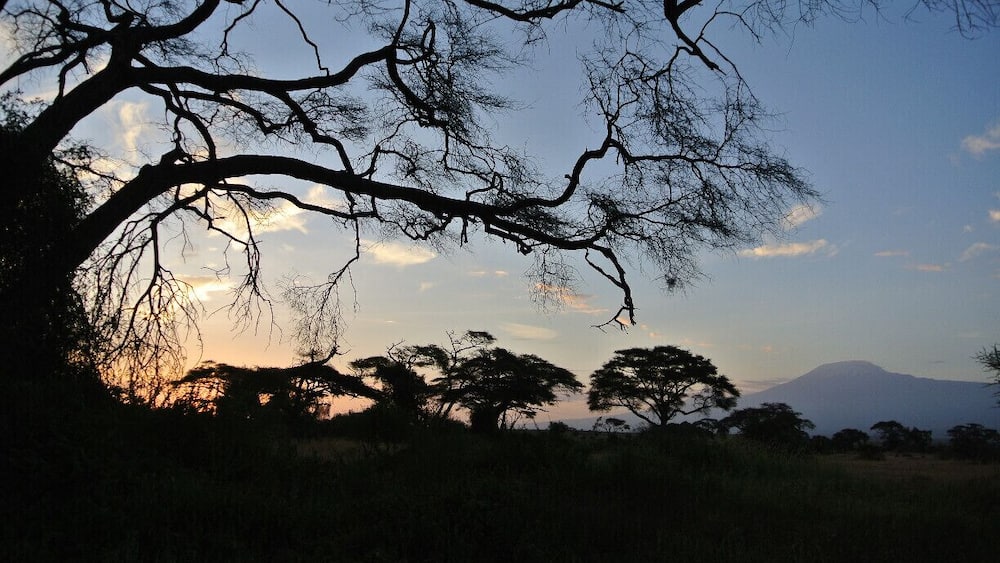 A silhouette of a tree with sprawling branches against a sunset sky, with a mountain in the background.