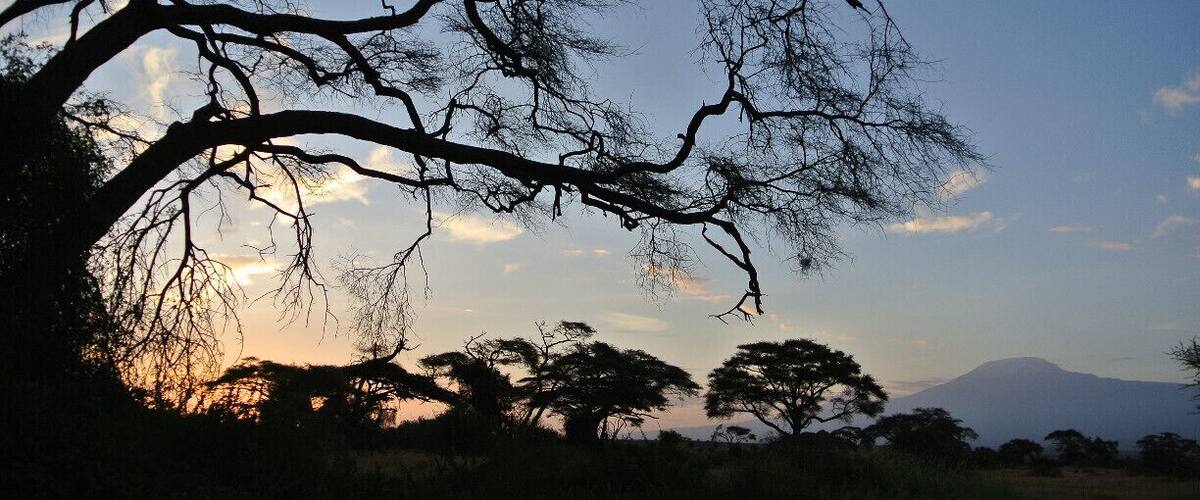 La silhouette d’un arbre aux branches luxuriantes se détache sur un ciel crépusculaire, avec une montagne en arrière-plan.