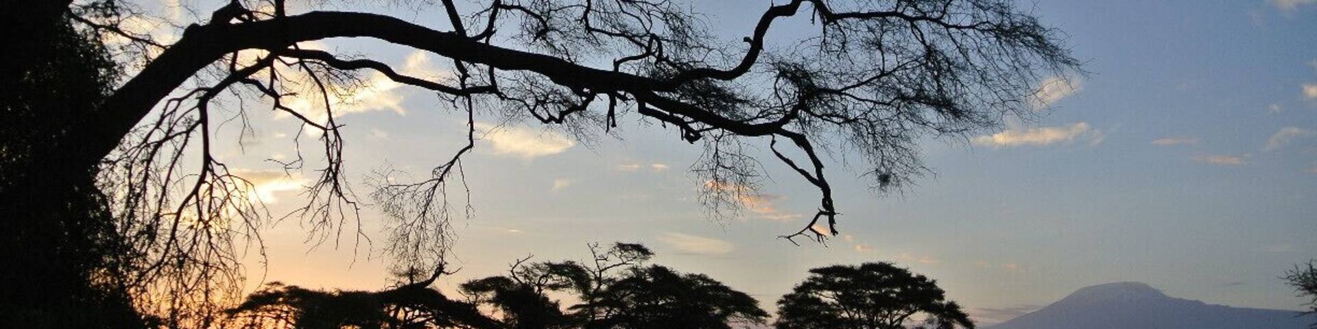 A silhouette of a tree with sprawling branches against a sunset sky, with a mountain in the background.