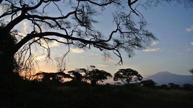 Silueta de un árbol con ramas extendidas contra un cielo al atardecer, con una montaña en el fondo.