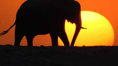 Silueta de un elefante contra un atardecer.