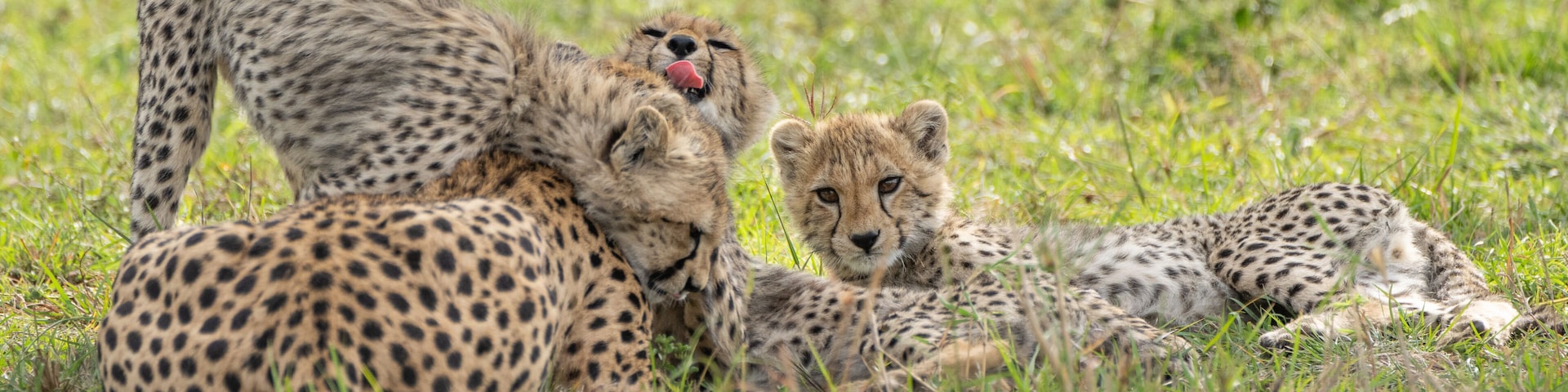Tongues out 2