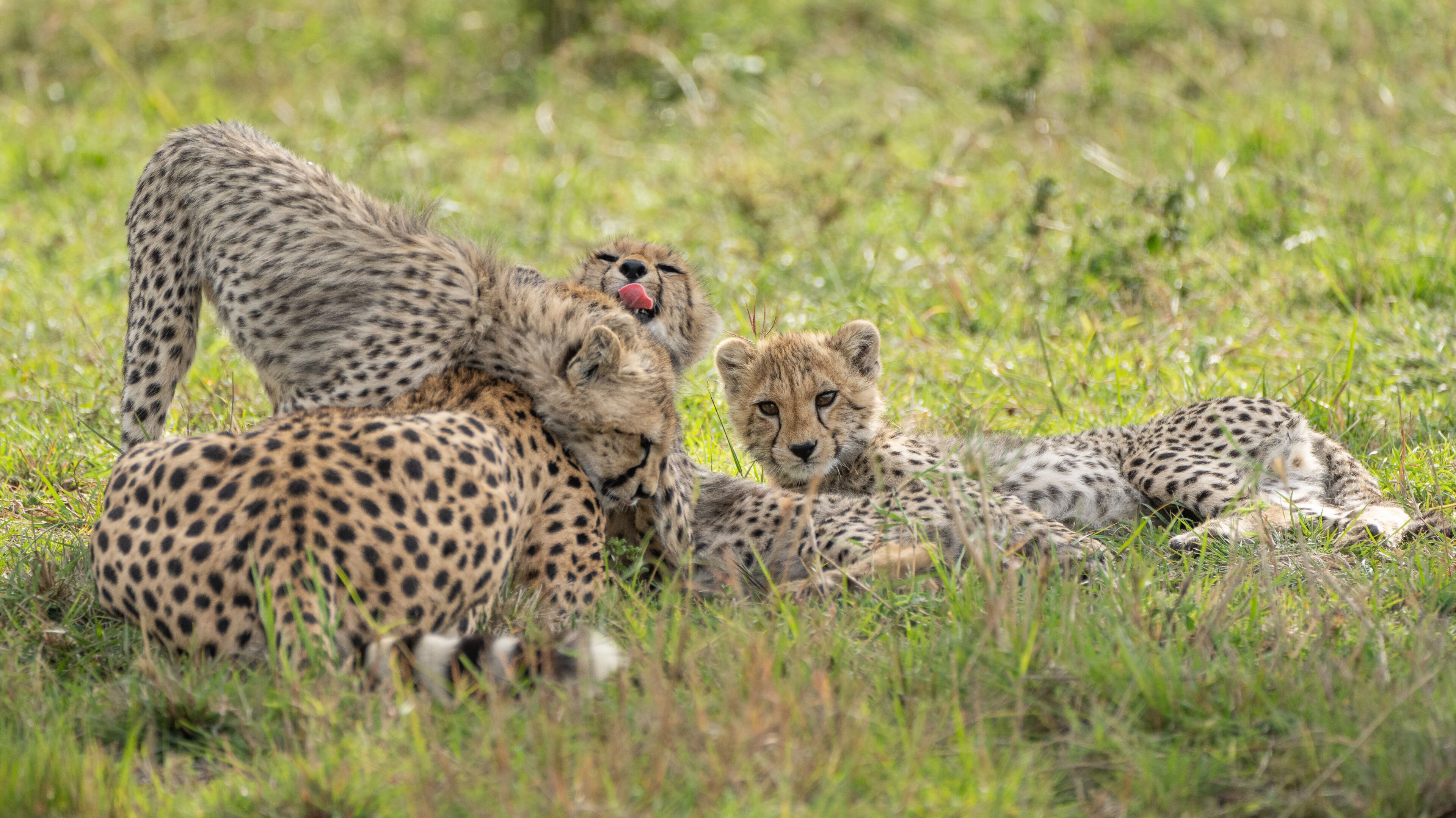 Cheetahs resting in a grassy savannah.