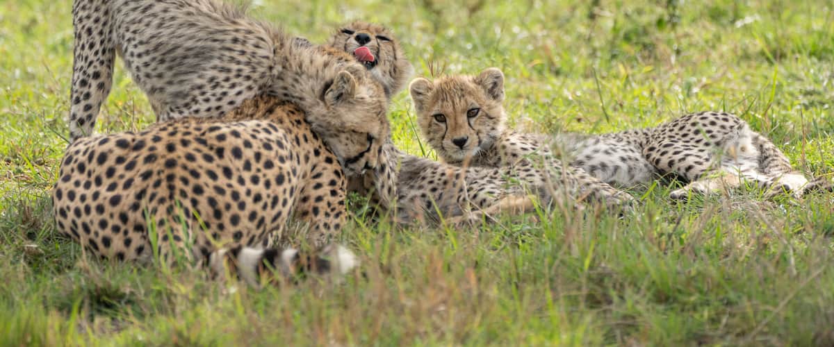 Cheetahs resting in a grassy savannah.