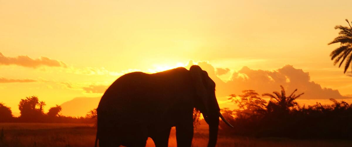 Breathtaking sunset surrounded by a group of elephants :)