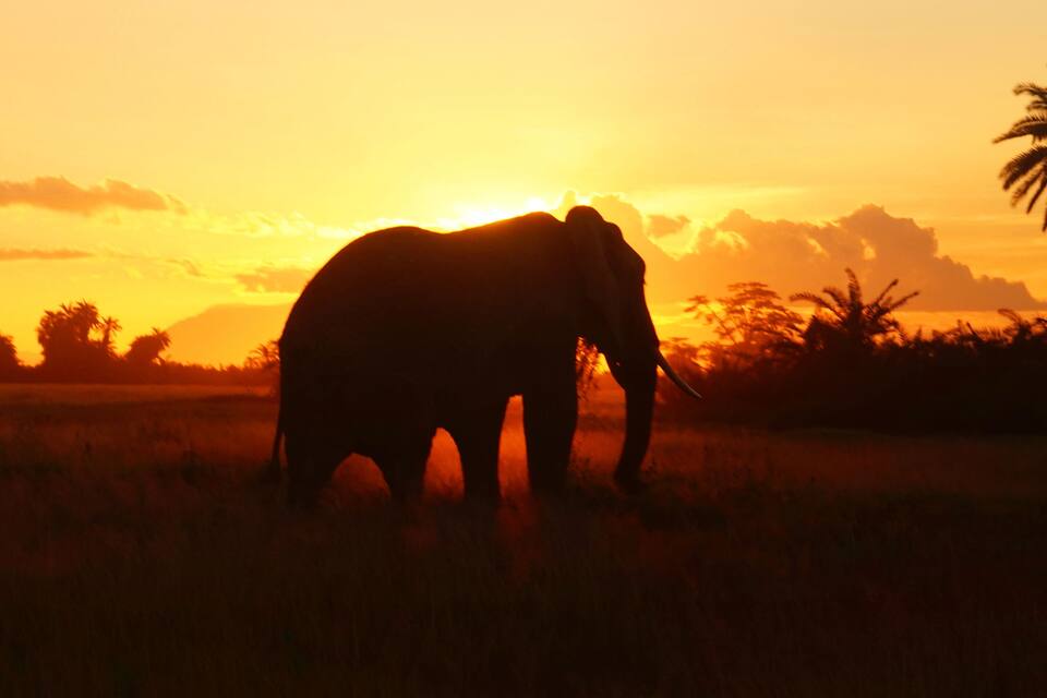 An elephant silhouetted against a sunset in a grassy field with palm trees in the background.