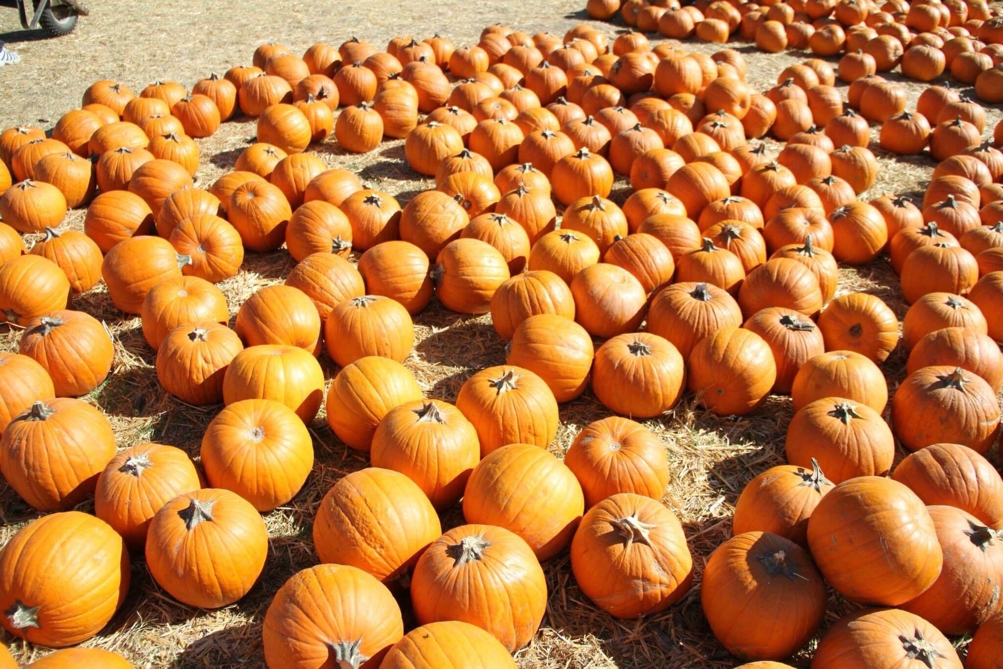 World famous Pumpkin Patch at Bates Nut Farm...