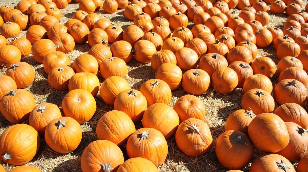 World famous Pumpkin Patch at Bates Nut Farm...