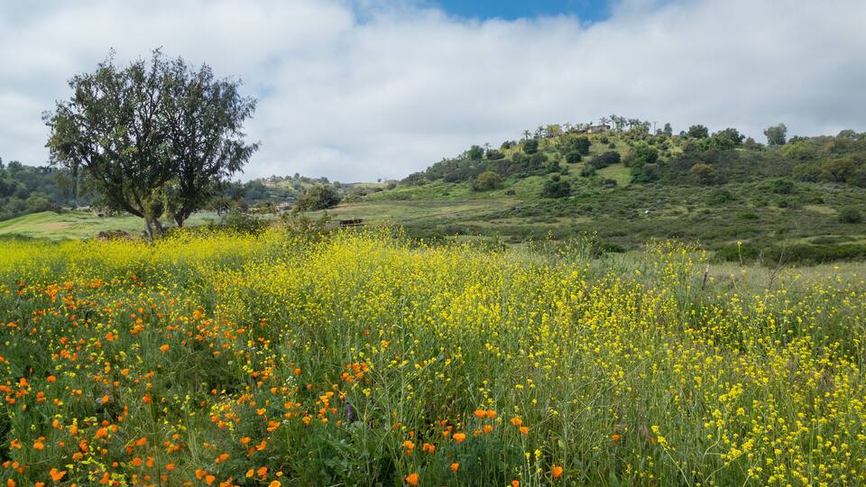 A field of yellow and orange flowers, a large tree, and rolling hills under a partly cloudy sky.