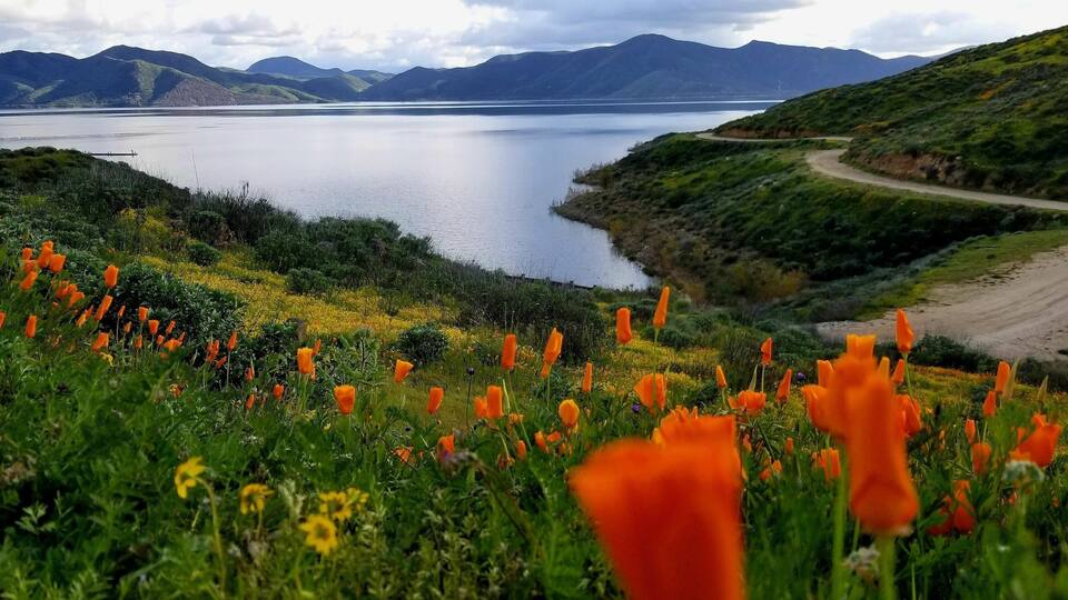 A lake surrounded by mountains, a dirt road, and a field of orange poppies.