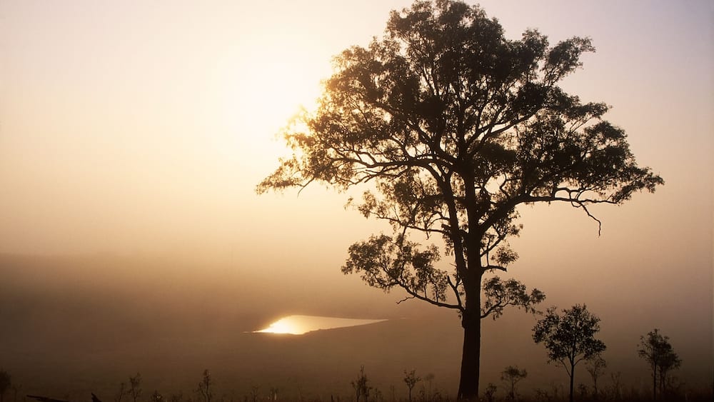 A tree, and a dam in a field and in a fog. Vacy. Australia.
