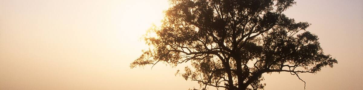 A tree, and a dam in a field and in a fog. Vacy. Australia.