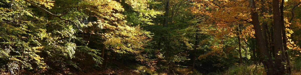 River between trees with colorful autumn leaves, Jacobs Creek, Ewing, New Jersey, USA