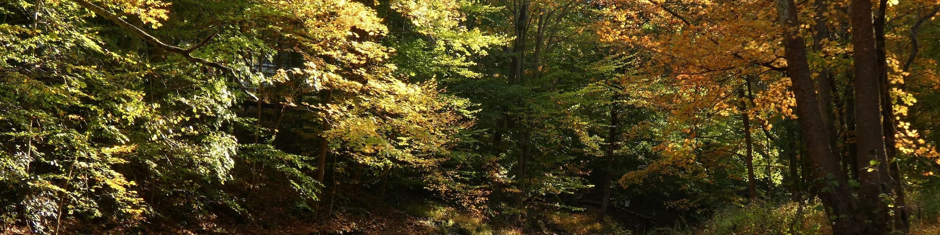 River between trees with colorful autumn leaves, Jacobs Creek, Ewing, New Jersey, USA