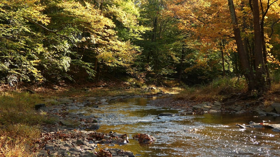 A forest stream with autumn foliage.