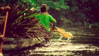 Canoes in the Yasuni national park Ecuador, carring straw plant