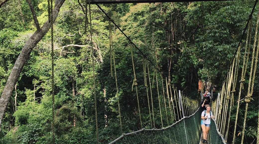 Did some early morning hiking to get here. Taman Negara canopy walk