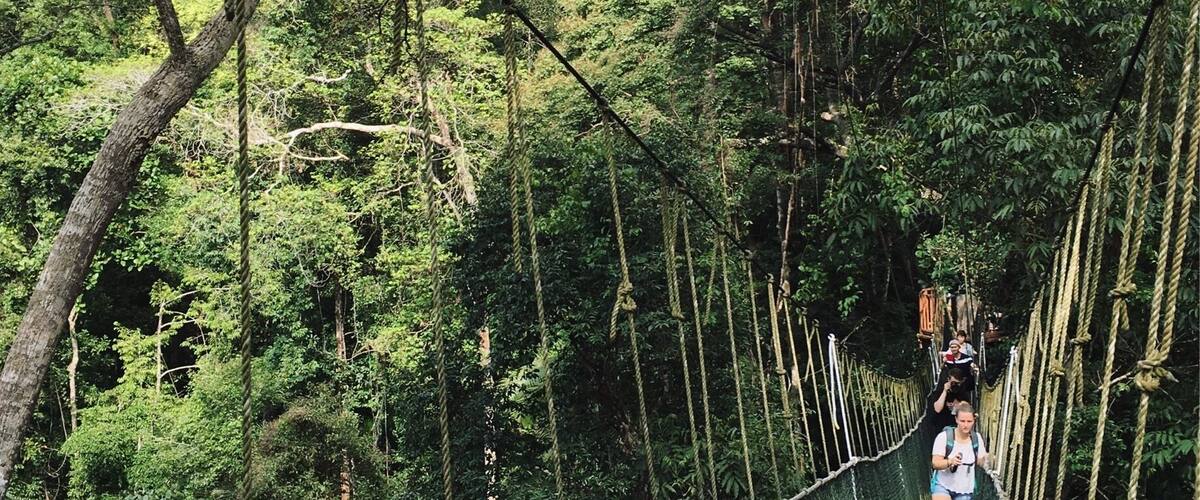 Did some early morning hiking to get here. Taman Negara canopy walk