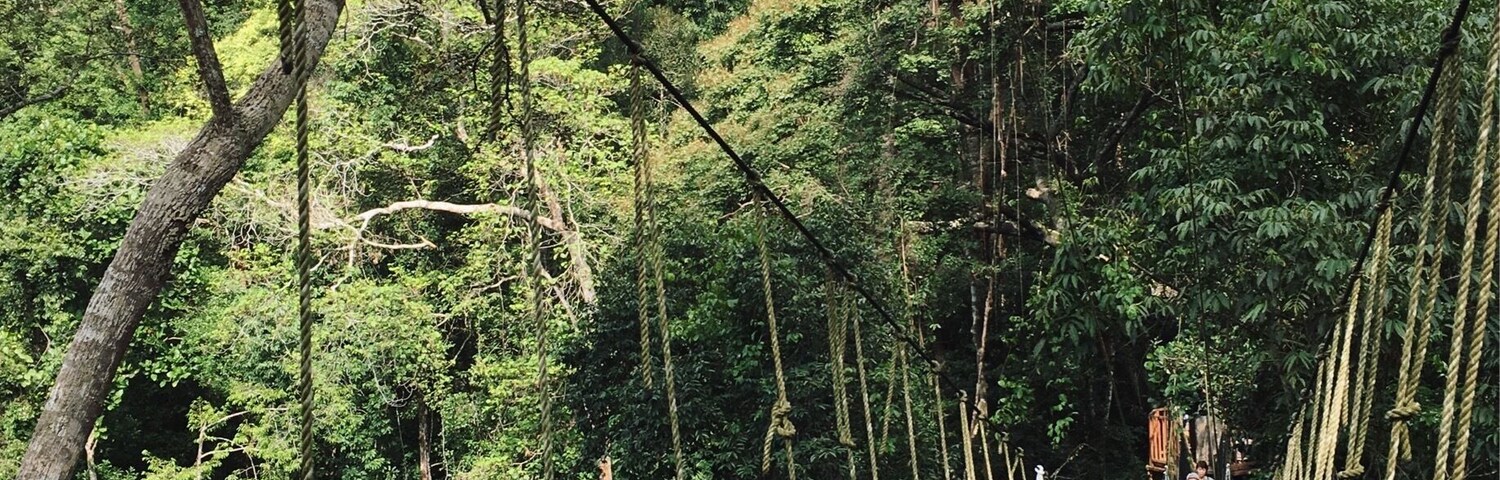 Did some early morning hiking to get here. Taman Negara canopy walk